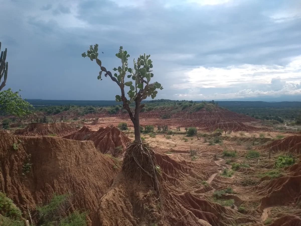 Paisaje de bosque seco tropical en Colombia