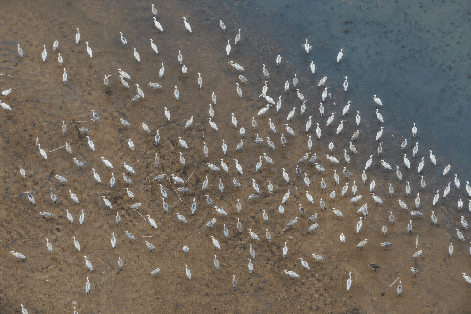 Vista aérea cenital de una bandada densa de aves zancudas sobre la orilla fangosa de un humedal