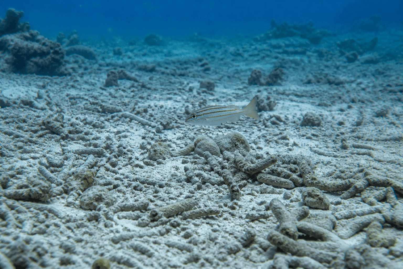 Fondo marino de arrecife cubierto de fragmentos blancos de coral roto, con un solo pez pequeño nadando sobre los escombros