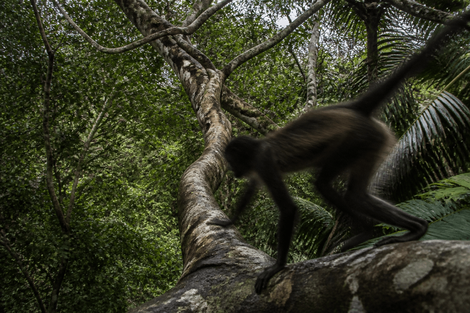 Cámara trampa en la copa de un árbol del bosque tropical con un mono araña pasando por una rama gruesa, en movimiento