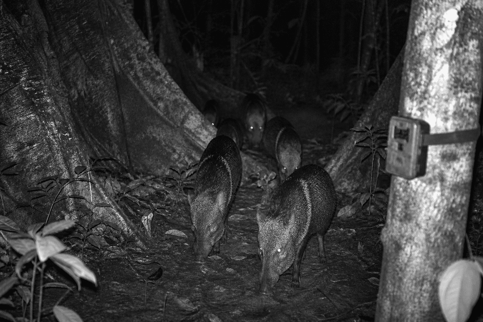 11.609 videos de cámara trampa con cada animal recortado cuadro a cuadro: el conjunto abierto que enseña a la IA a seguir fauna en el trópico