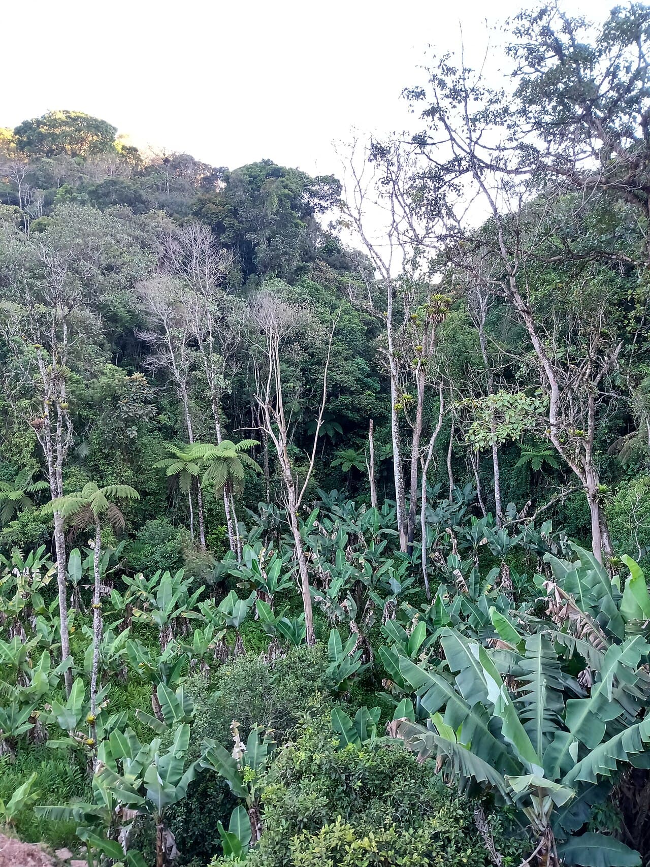 Helechos y vegetación densa en el sotobosque del Bosque Atlántico brasileño