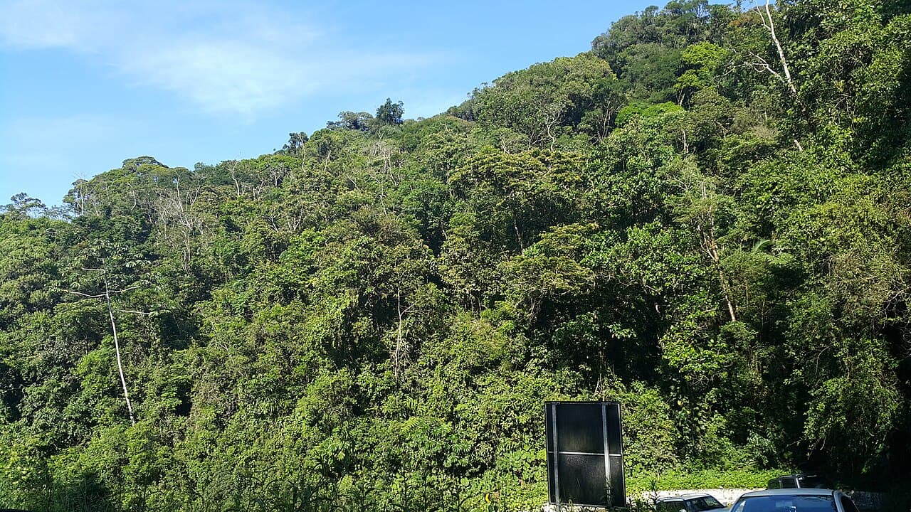 Dosel denso de un fragmento de Bosque Atlántico visto desde el suelo