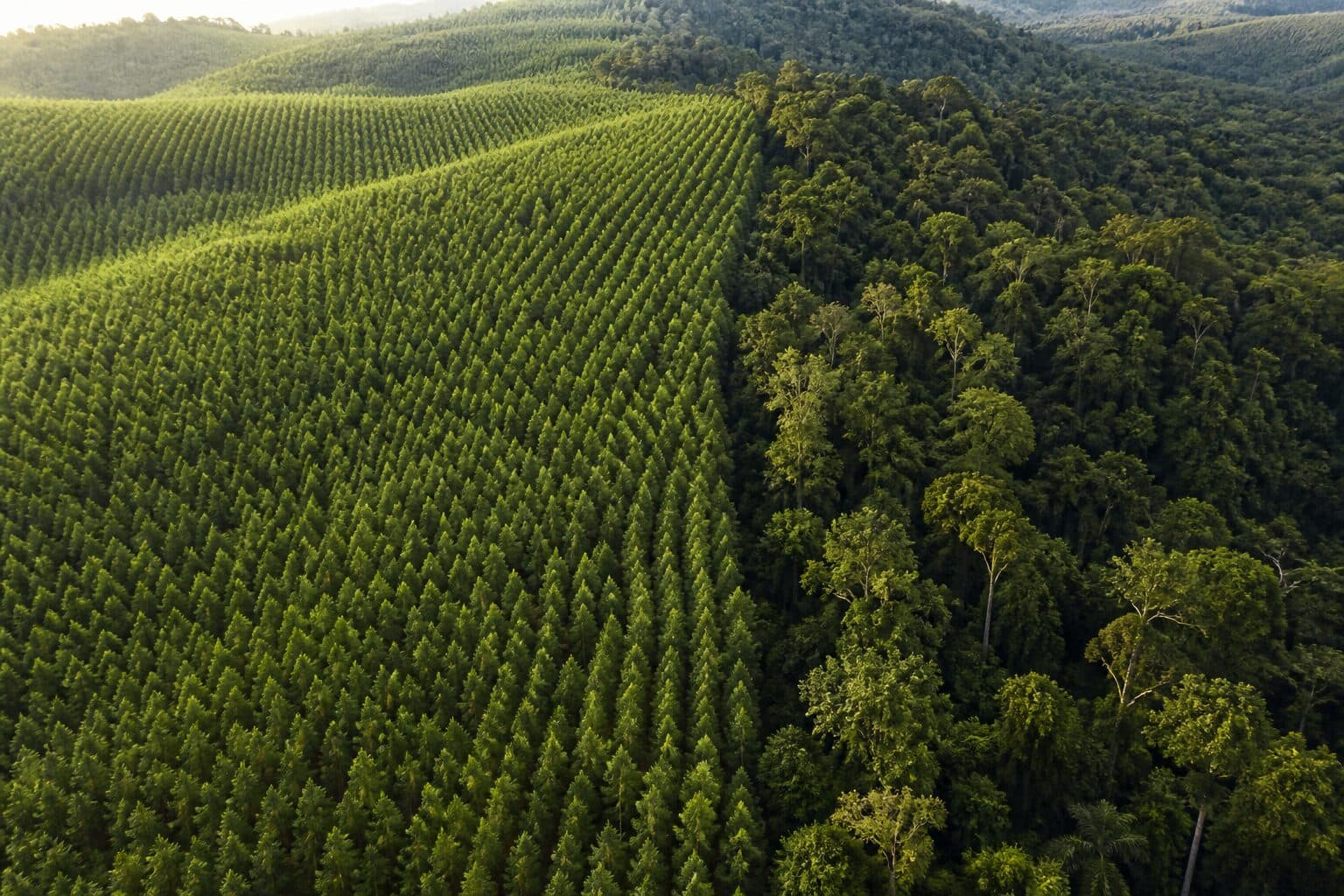 Vista aérea de una ladera con filas uniformes de árboles plantados junto a un bosque nativo denso e irregular