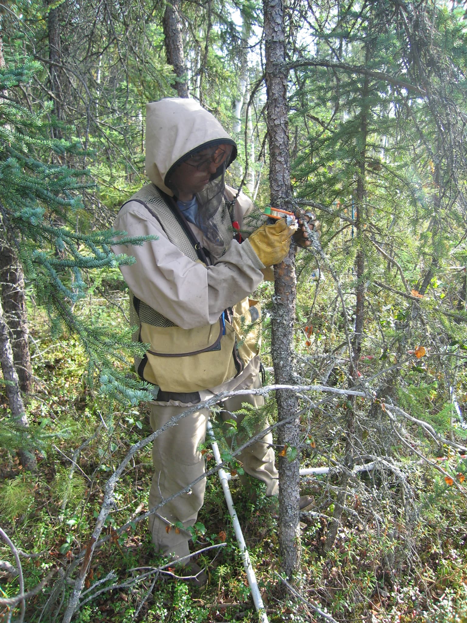 Persona midiendo un árbol durante un muestreo de vegetación en el bosque