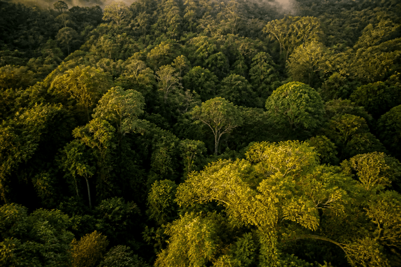 Un modelo de IA mide cuánto creció cada bosque del planeta, año por año, sin repetir un vuelo de LiDAR