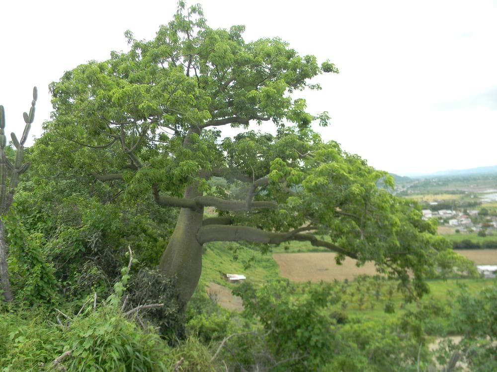 Ceiba en un bosque seco tropical