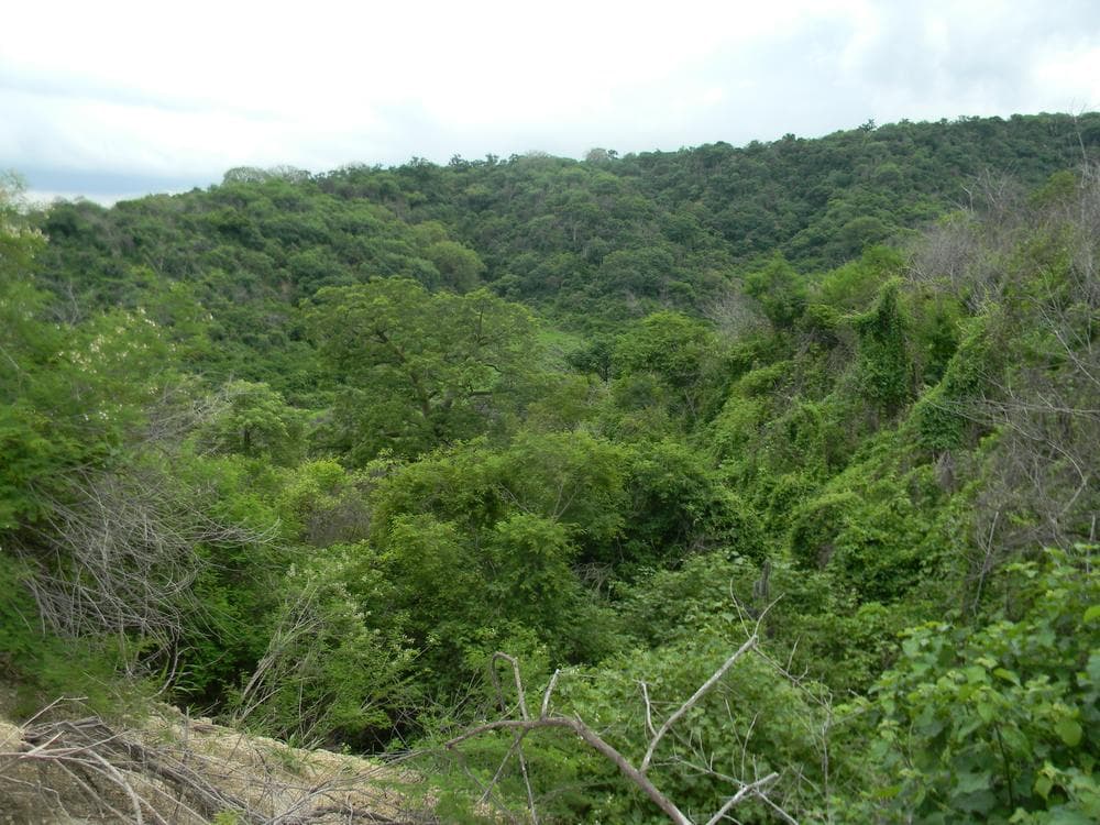 Interior de un bosque tropical con vegetación densa