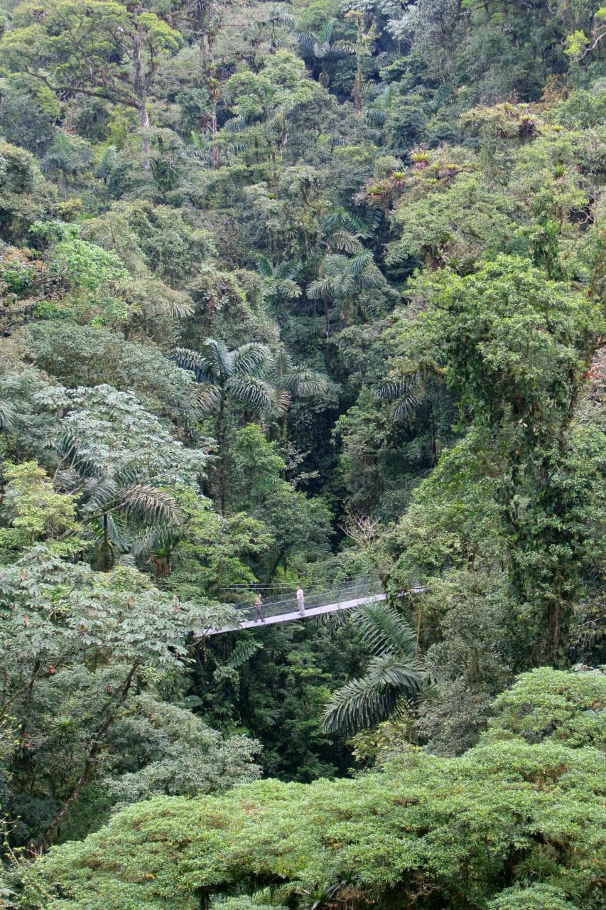 Dosel de un bosque tropical visto desde una pasarela elevada
