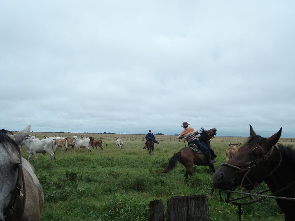 Ganado pastando en un paisaje rural abierto