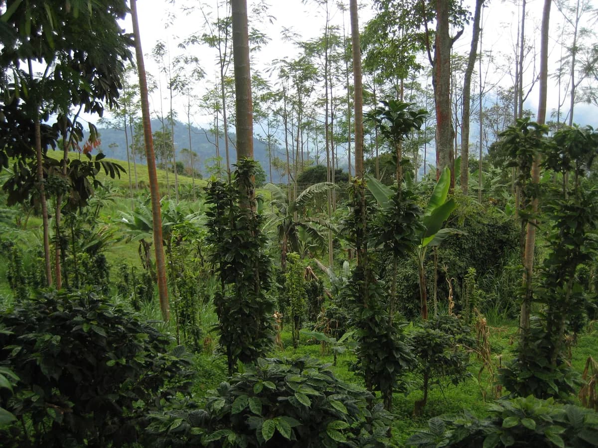 Finca cafetera en Colombia con cultivos en ladera