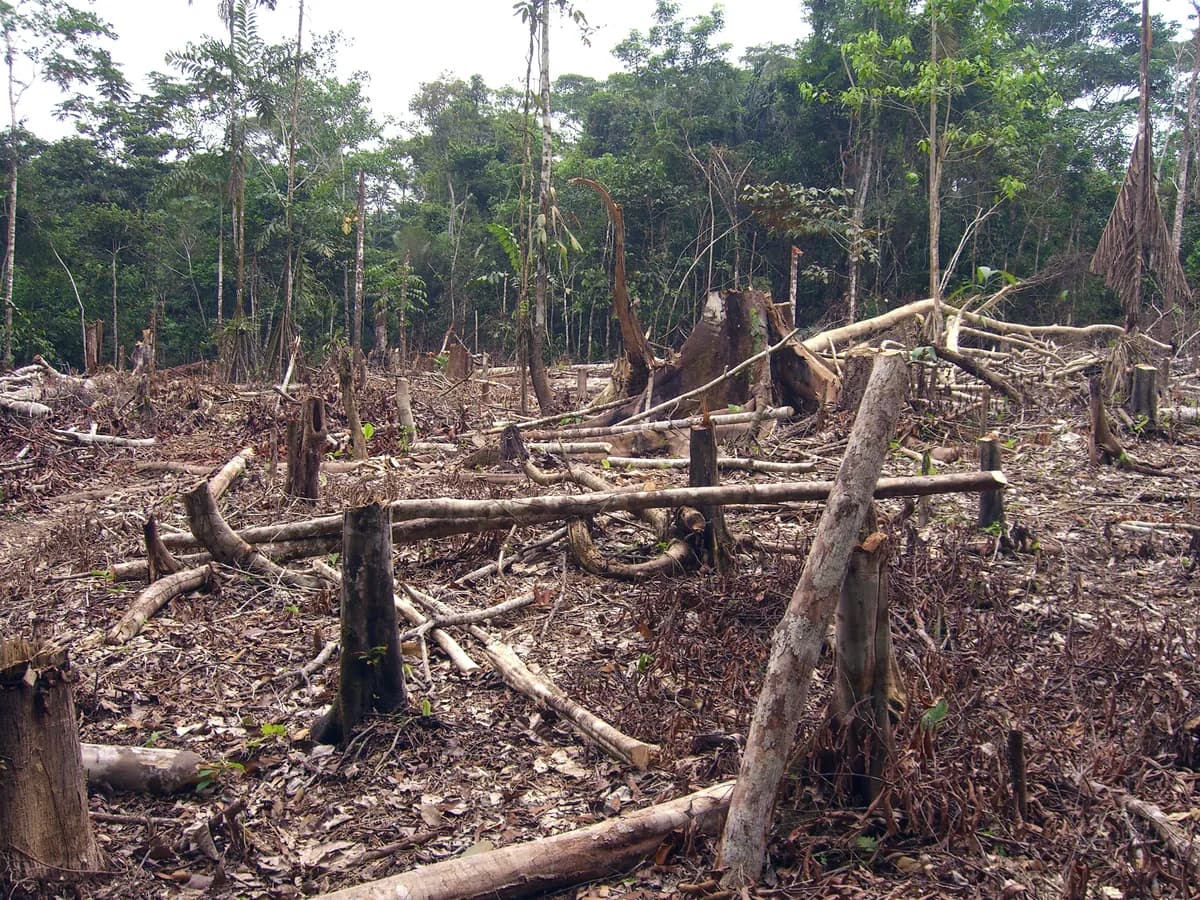 Zona de agricultura de tala y quema en la Amazonía colombiana