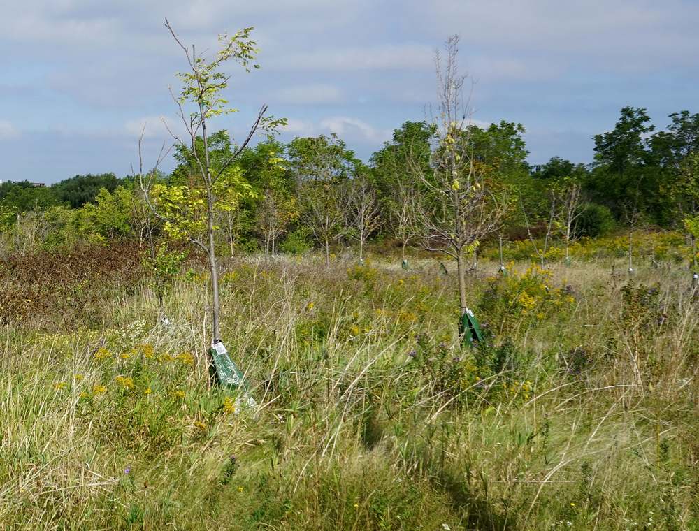 Persona plantando un árbol joven como parte de un proyecto de restauración