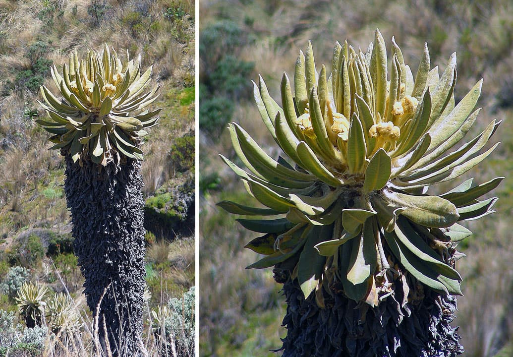 Frailejón (Espeletia) en un páramo andino colombiano