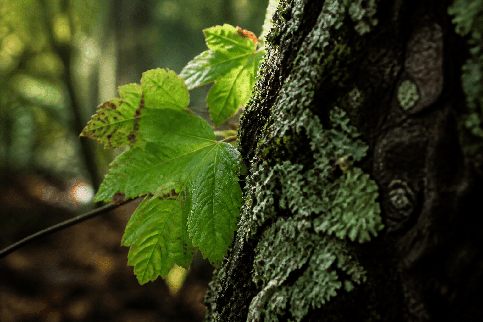 Primer plano fotorrealista de hojas y corteza de un árbol, con iluminación natural de bosque