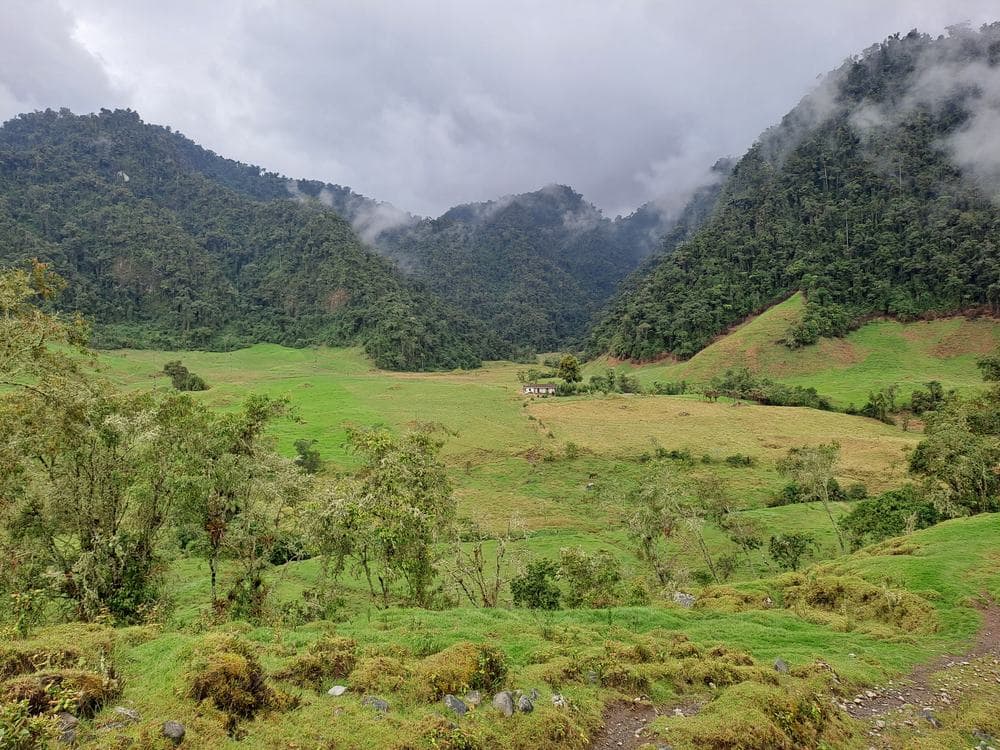 Bosque altoandino conservado en la cordillera Central de Colombia