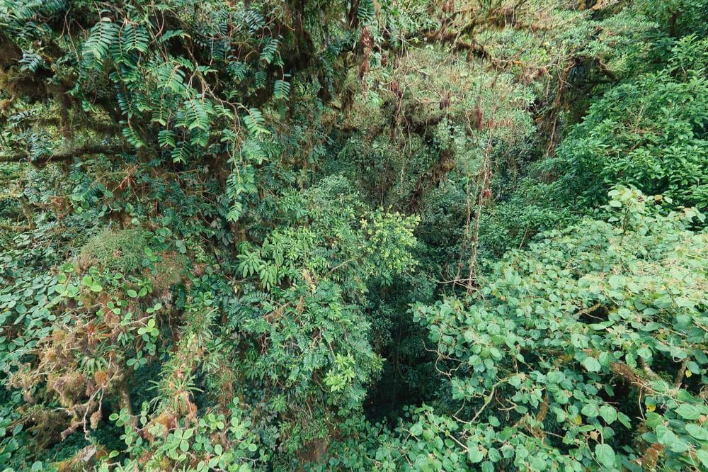 Dosel de bosque nuboso visto desde un puente colgante, mostrando la estratificación vertical de la vegetación