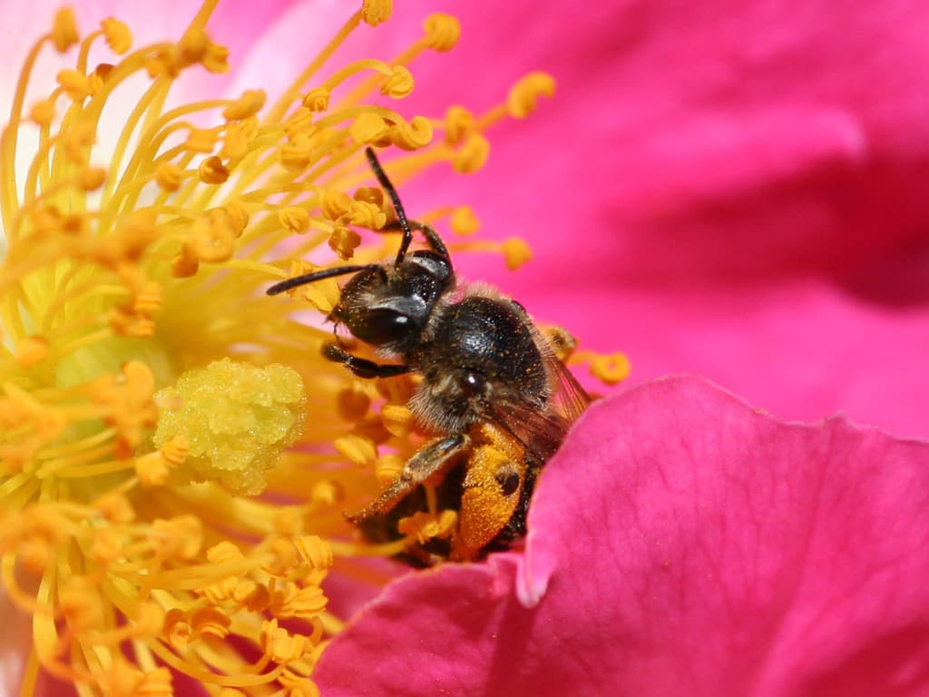 Abeja recogiendo polen en una flor