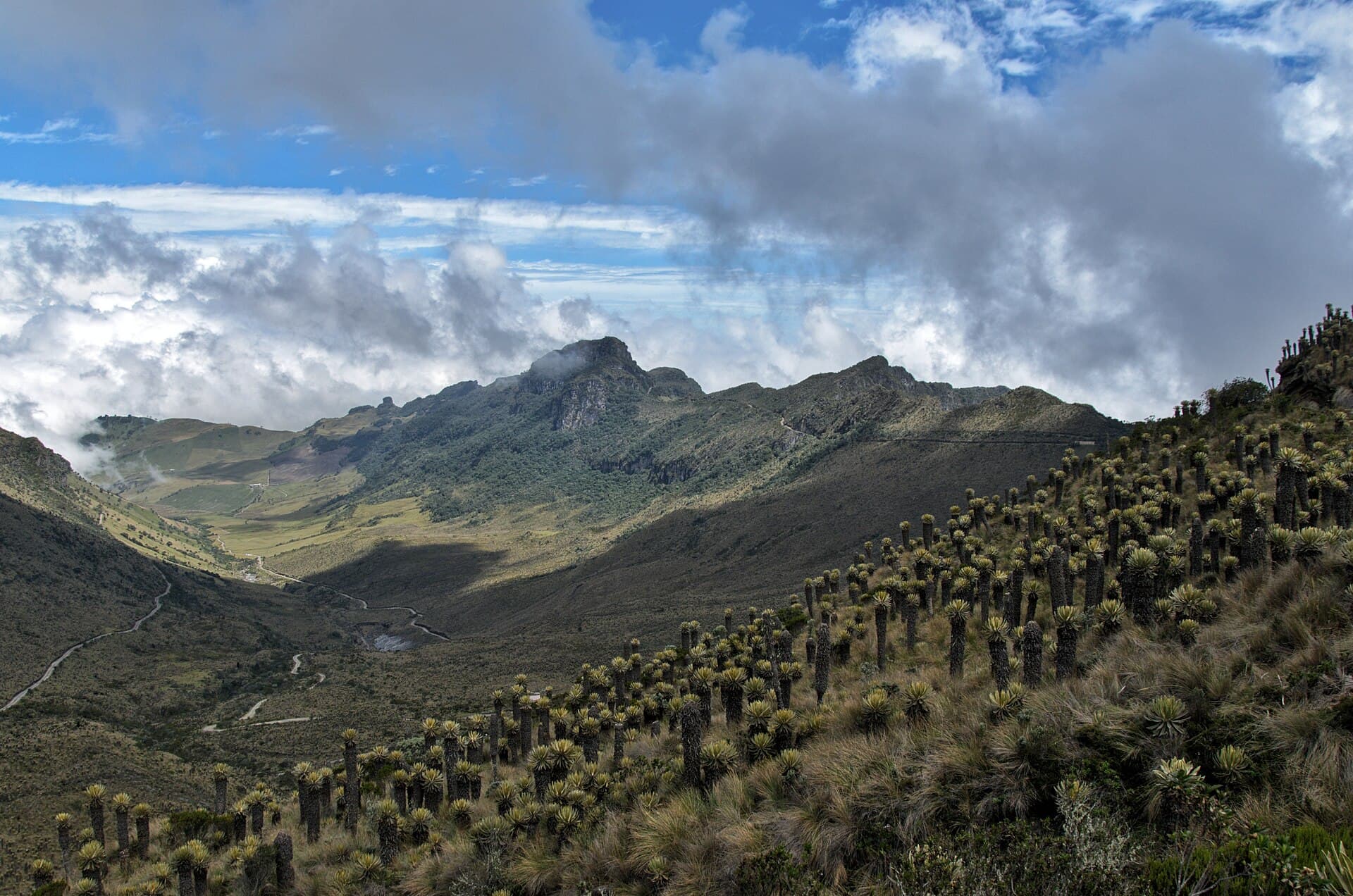 Valle de páramo con numerosos frailejones en una ladera, una carretera que serpentea por el fondo y montañas cubiertas de nubes