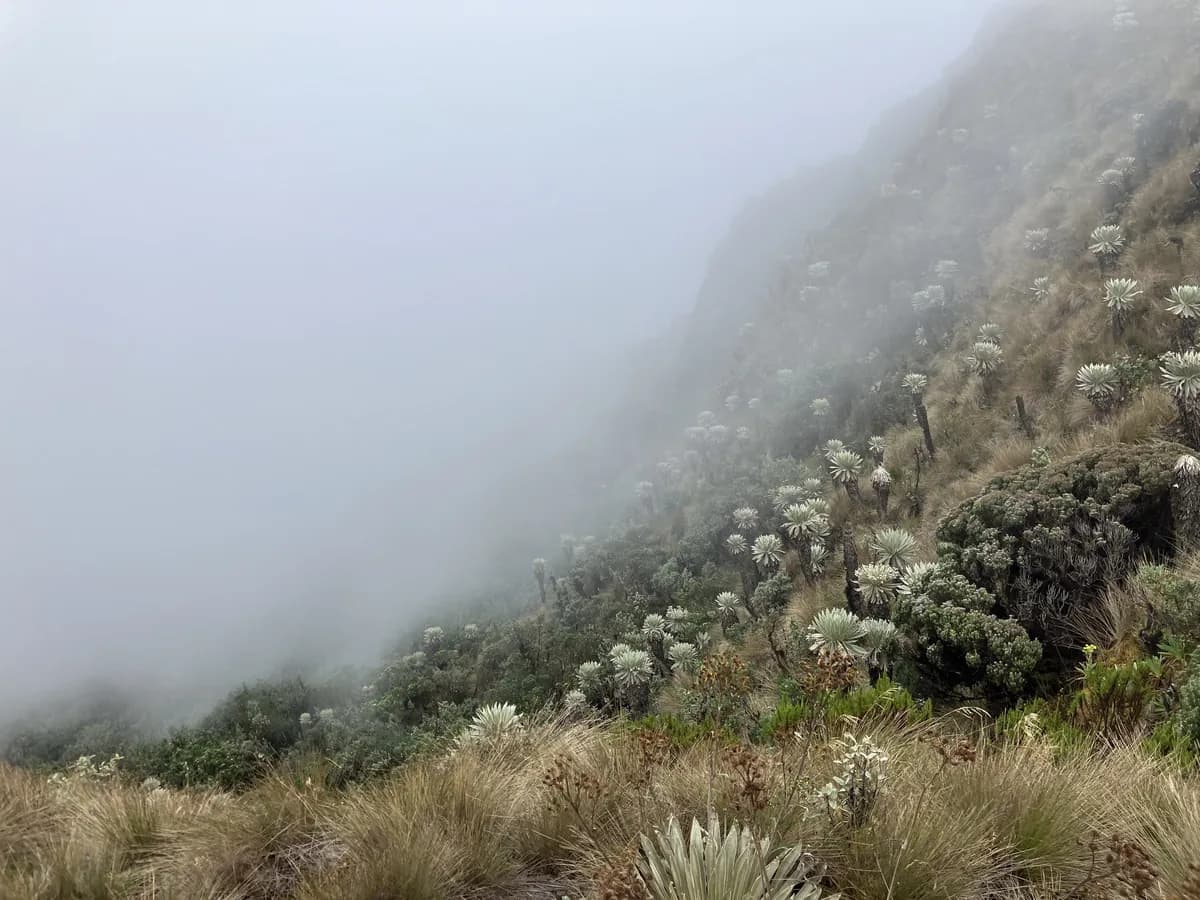 Páramo con neblina en Boyacá, Colombia