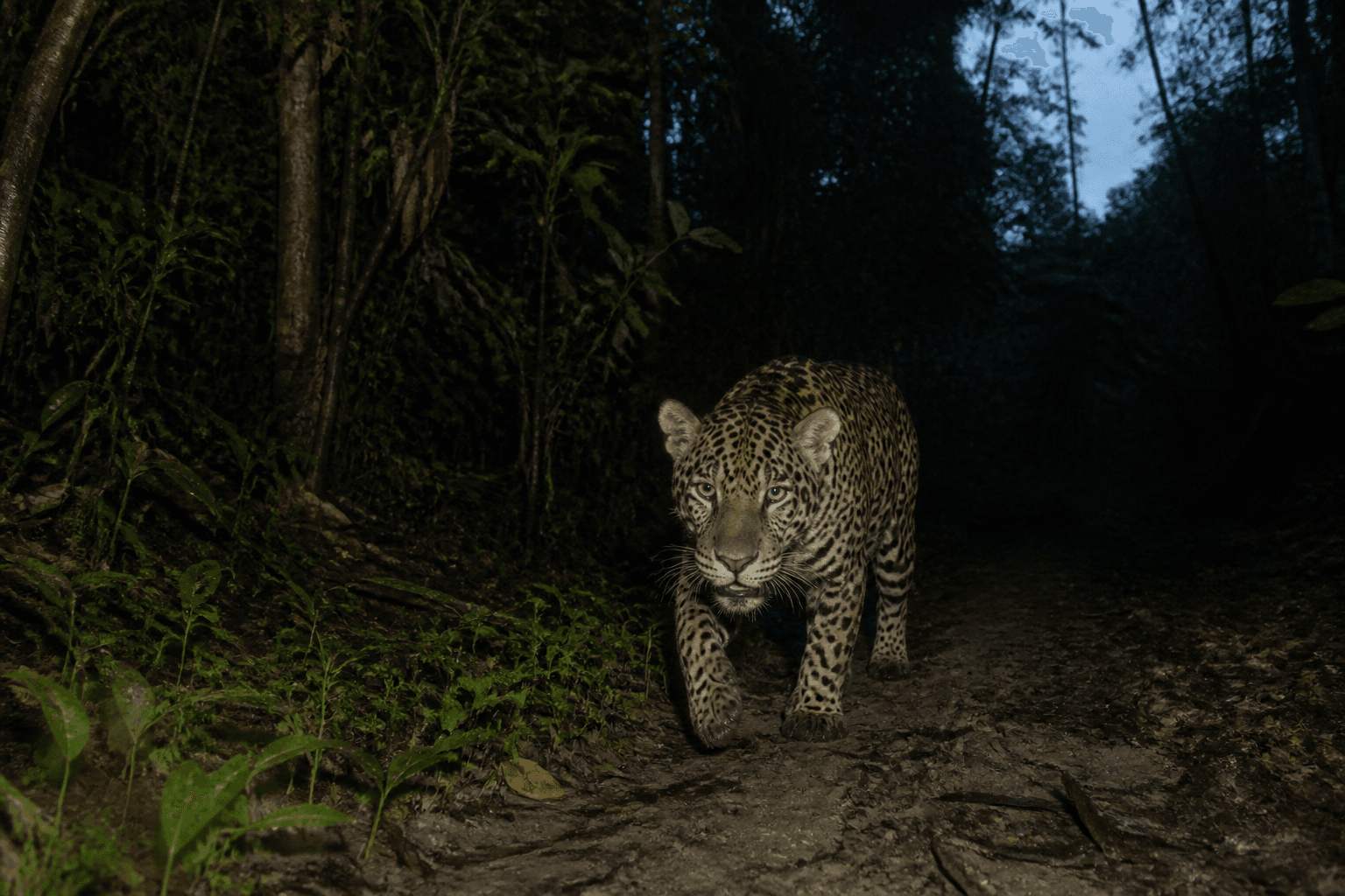 La IA ya distingue a un animal de otro: qué muestran 159 estudios sobre reconocimiento individual de fauna, y quién se quedó fuera