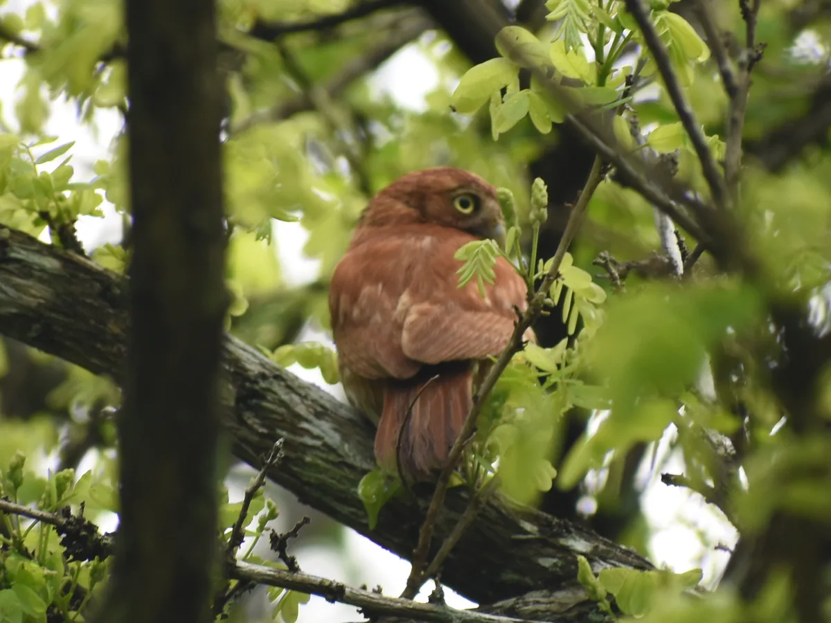Búho mochuelo (Glaucidium brasilianum) posado en una rama en Colombia