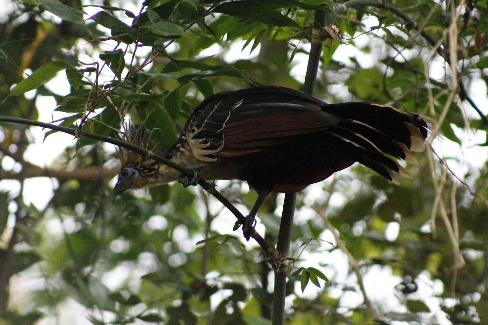 Pava hedionda o hoacín posada en una rama entre follaje verde en el río Orteguaza, Florencia, Caquetá