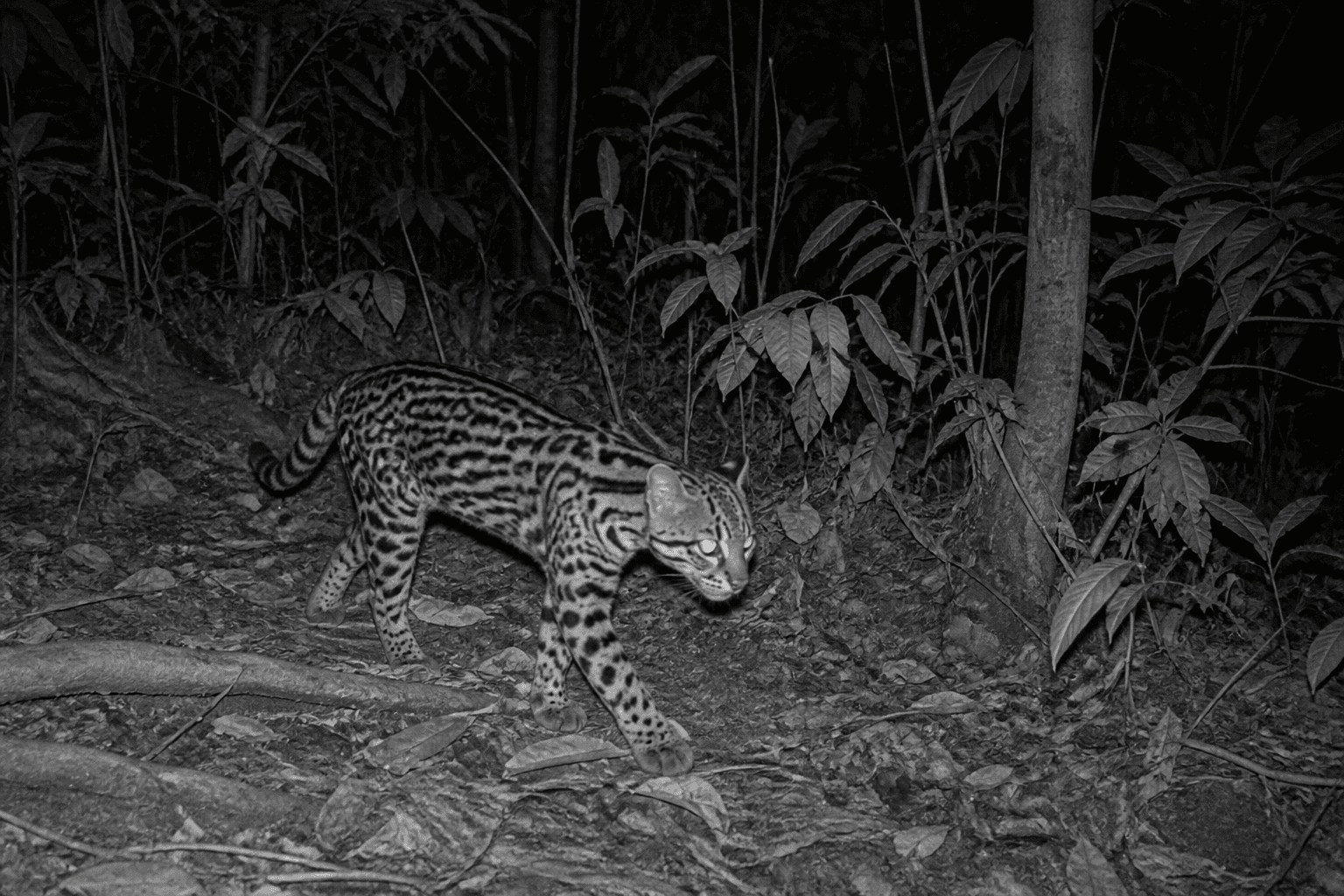 Recreación de una captura nocturna de fototrampeo mostrando un felino silvestre caminando por el sotobosque
