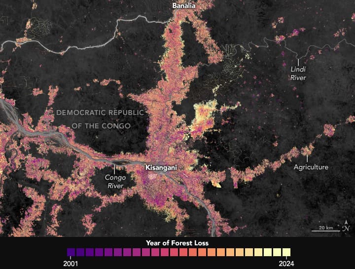 Mapa satelital de la pérdida de bosque alrededor de Kisangani, República Democrática del Congo, entre 2001 y 2024