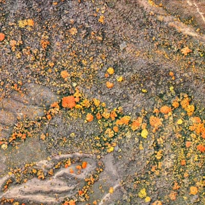 Servicio Biopaisaje: Análisis de Imágenes Satelitales y Drones