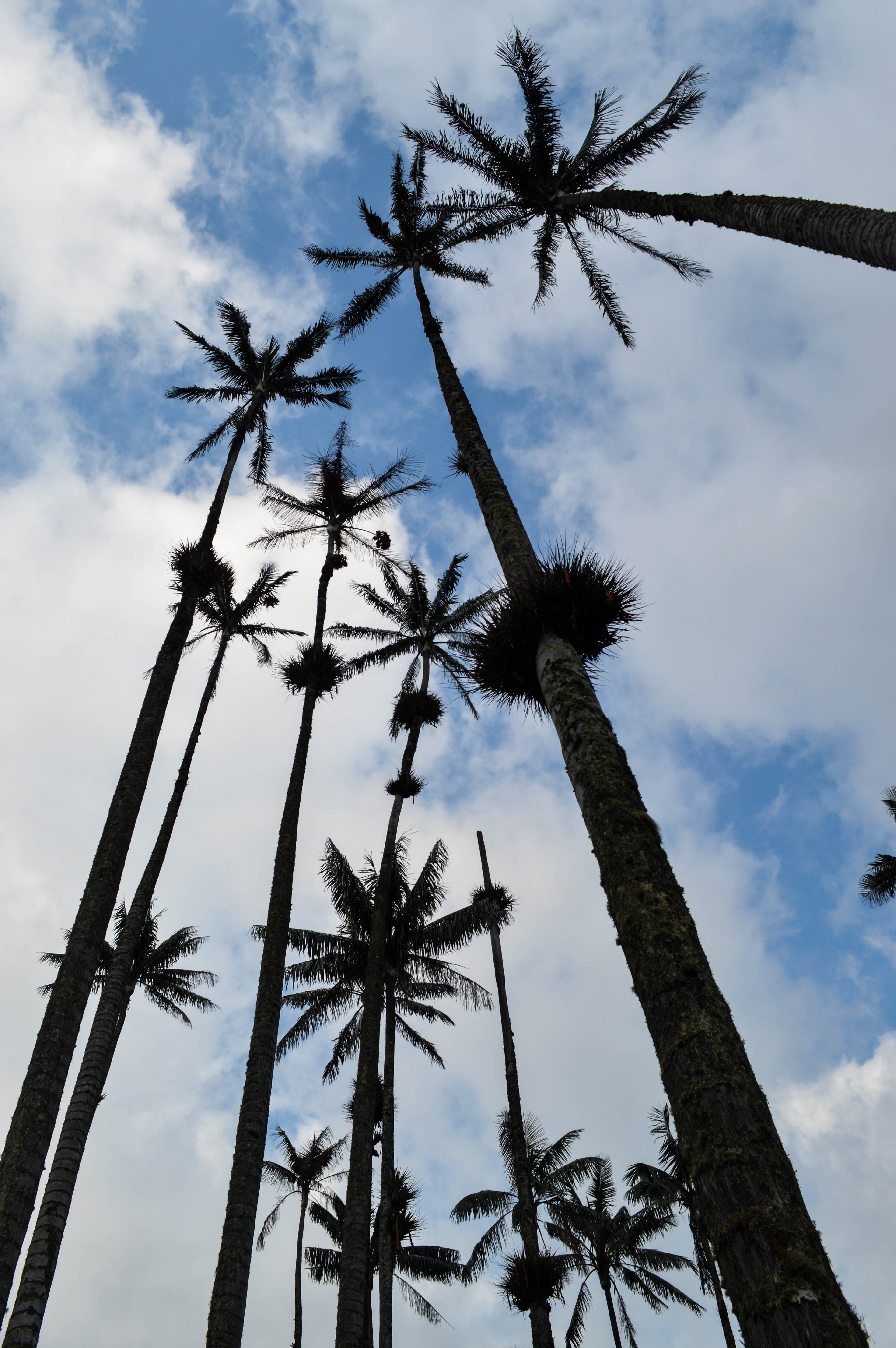 El bosque de palma de cera más grande del mundo ya tiene protección legal