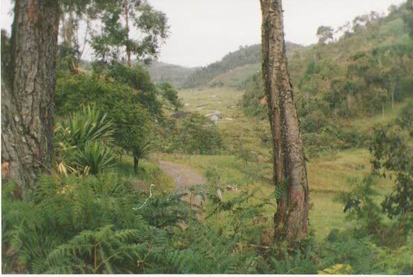 Un estudio mapeó los corredores que conectan los parques de Colombia para 16 mamíferos amenazados
