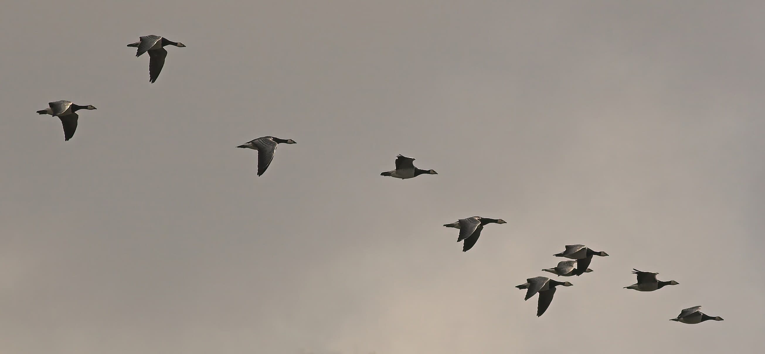 Una noche de mayo, los radares del clima contaron 860 millones de aves