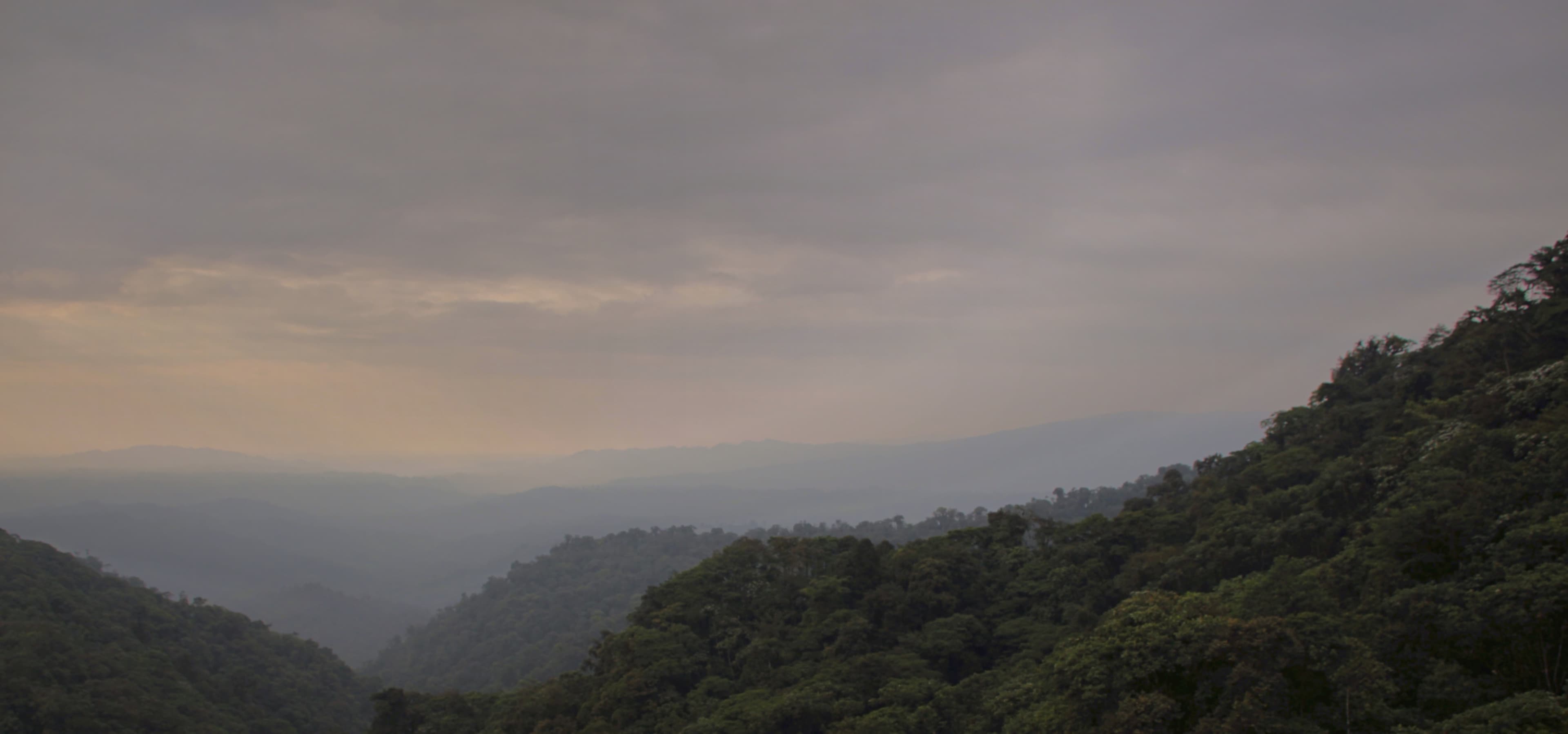 Un siglo de especies nuevas redibujó el mapa mundial de puntos calientes de biodiversidad