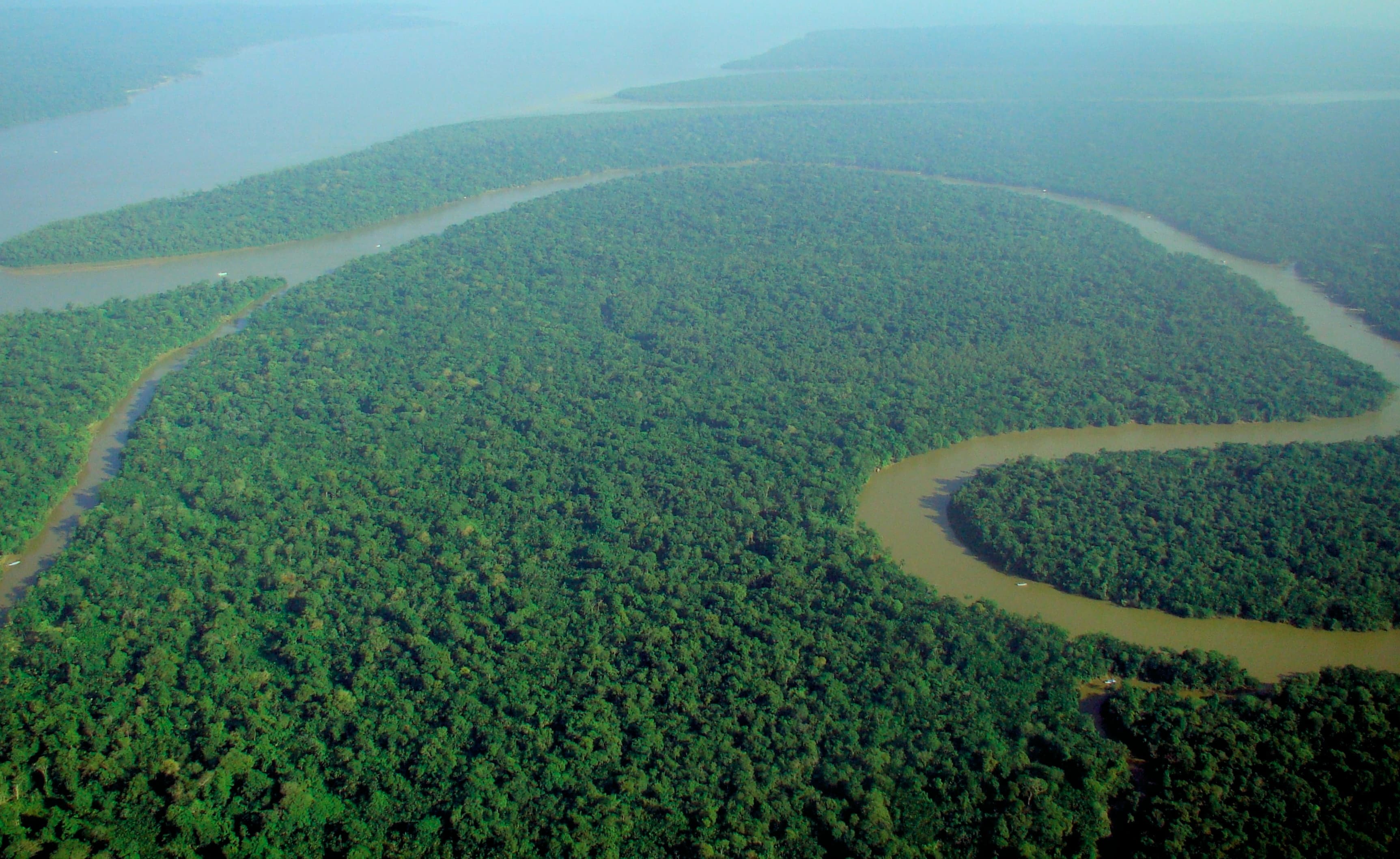 835 capturas y 3.000 animales rescatados: el operativo que cinco países corrieron a la vez en la Amazonía