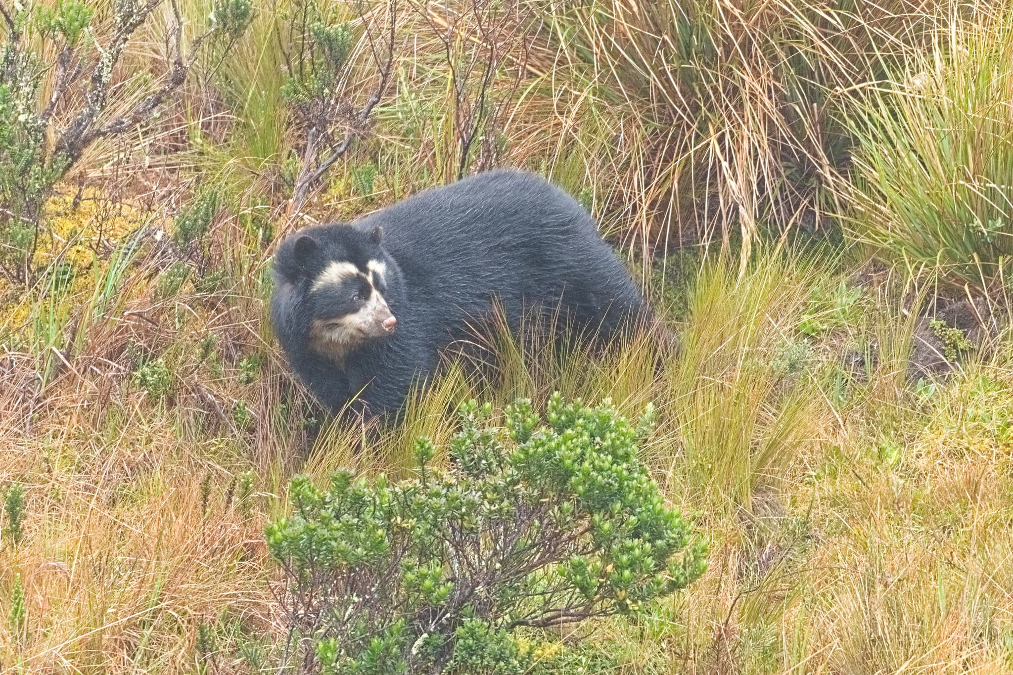 En diez años la presencia del oso andino subió de 52% a 76% en la cordillera Occidental: cómo lo logró una alianza público-privada