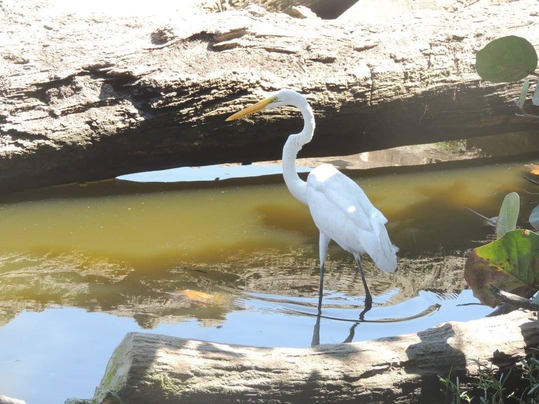 Cómo se restaura el manglar de la Ciénaga Grande, dentro de la meta de 116.000 hectáreas de Herencia Colombia