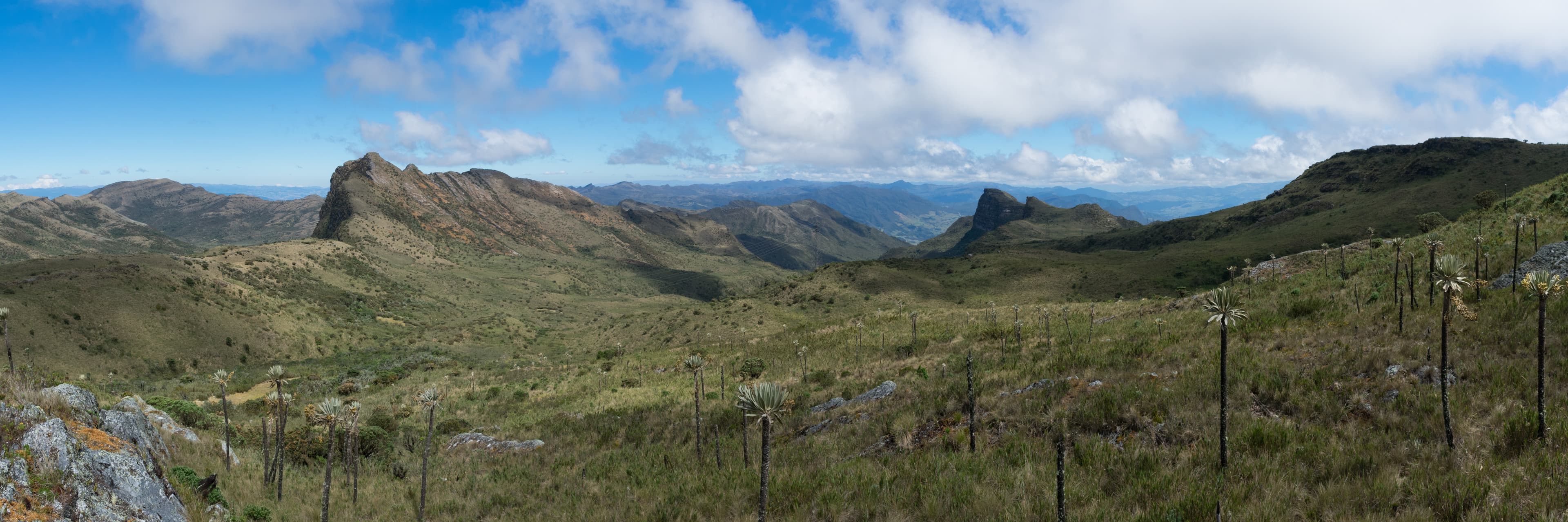 1.845 especies amenazadas y siete programas en actualización: qué reportó Colombia sobre su Meta 4 hacia 2030