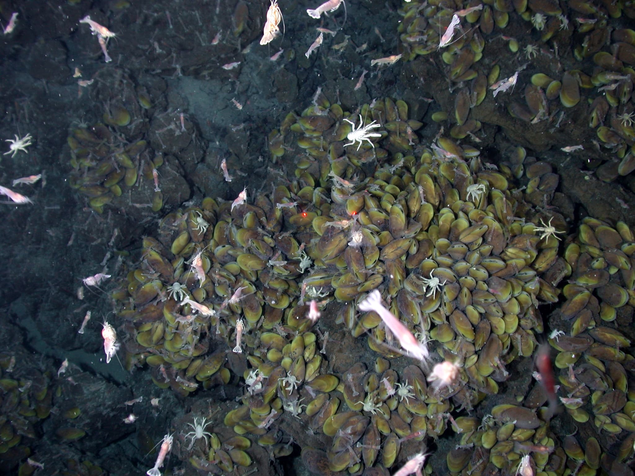 El 62% de los caracoles y mejillones que solo existen en fuentes hidrotermales está en riesgo de extinción