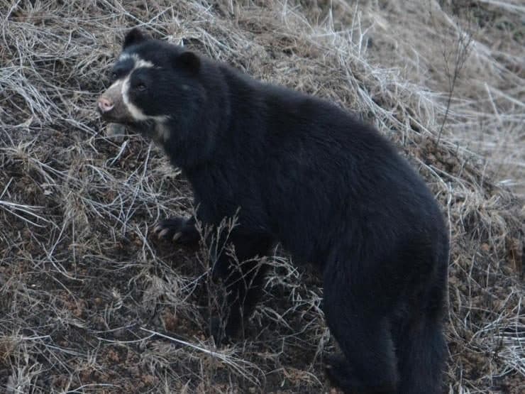 Oso de anteojos (Tremarctos ornatus) fotografiado en la Reserva Chingaza, Colombia
