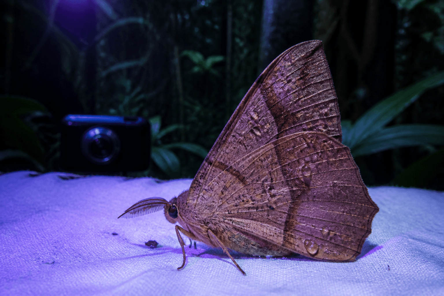 Recreación de una polilla posada sobre una superficie iluminada por luz ultravioleta durante la noche, con una cámara desenfocada al fondo