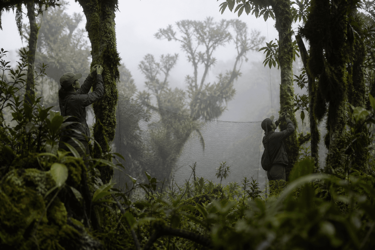 Caracterización de flora y fauna: qué método de muestreo usar por grupo biológico en un estudio ambiental