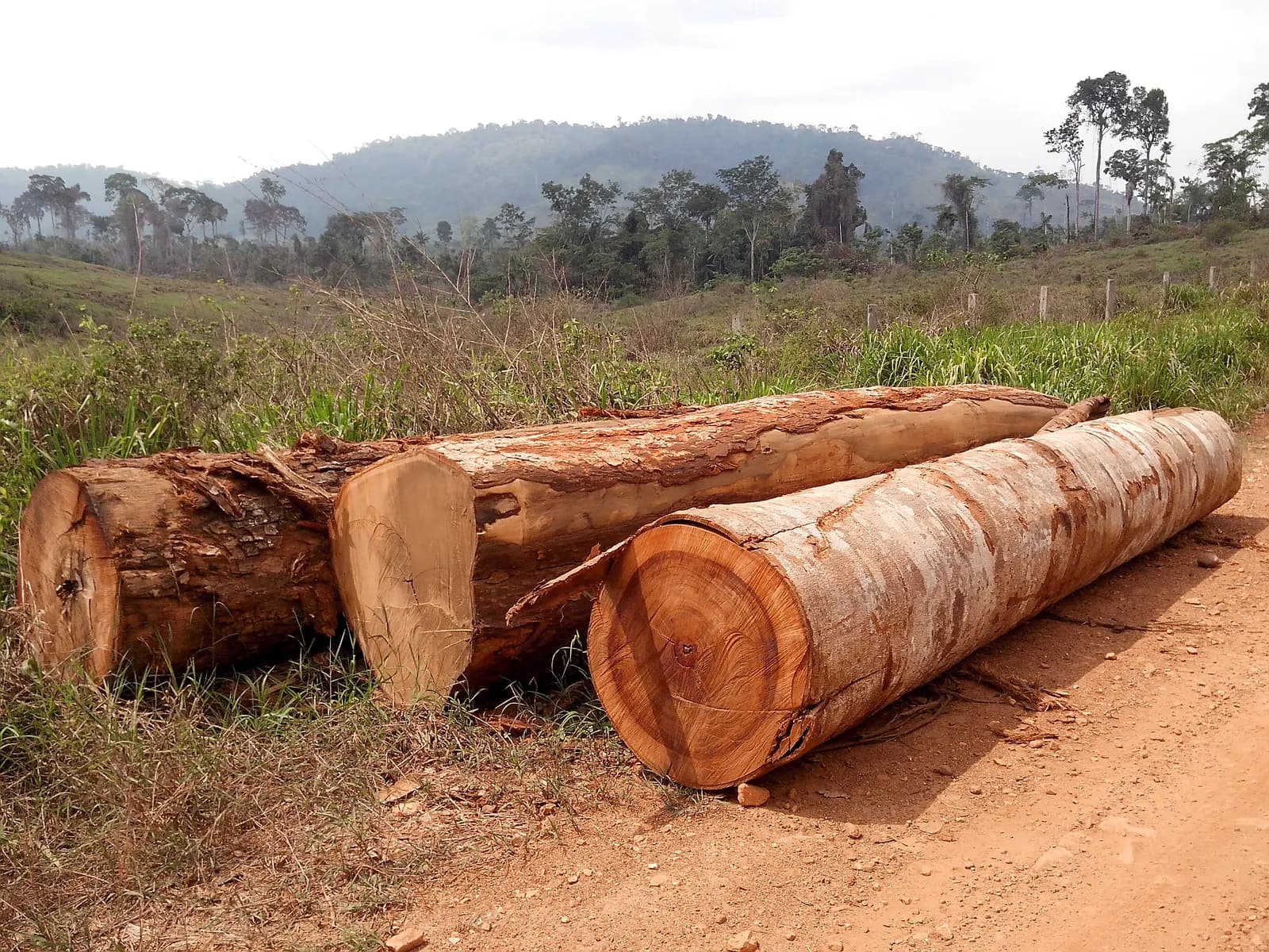 Permiso de aprovechamiento forestal