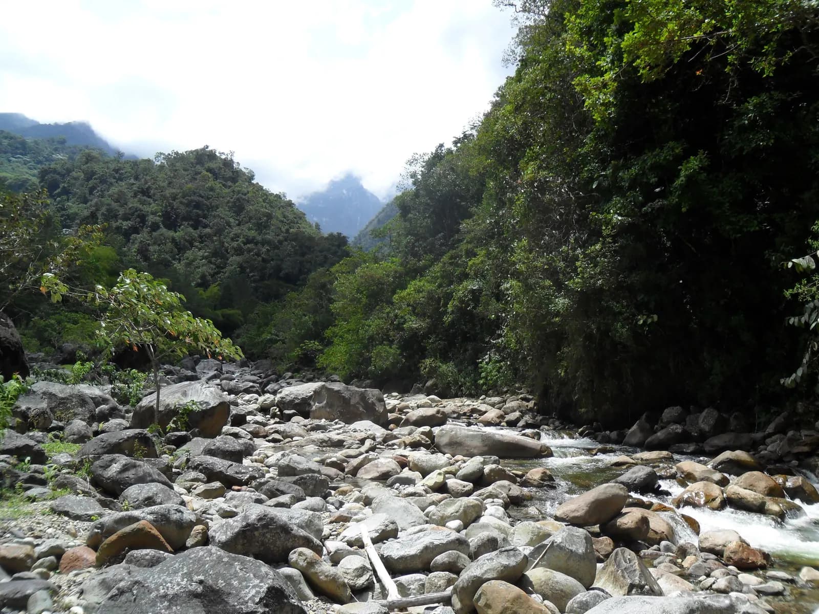 Río de montaña de lecho pedregoso entre laderas de bosque denso, con picos entre nubes al fondo.