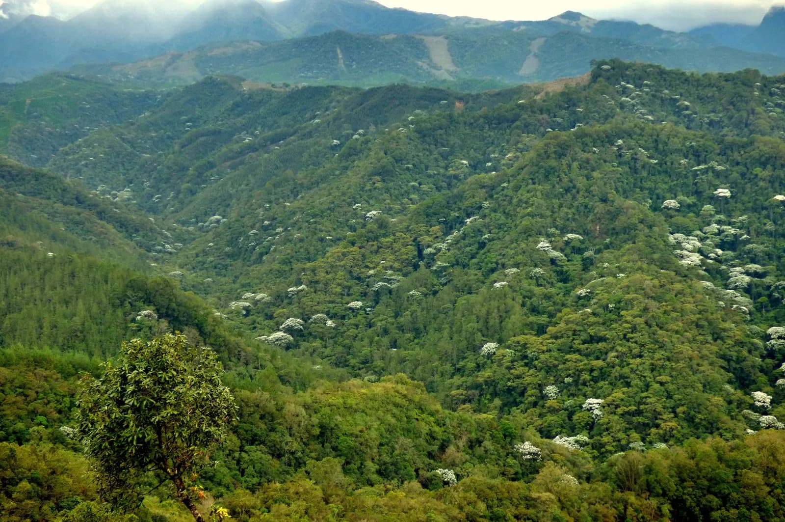 Sustracción de áreas de reserva forestal