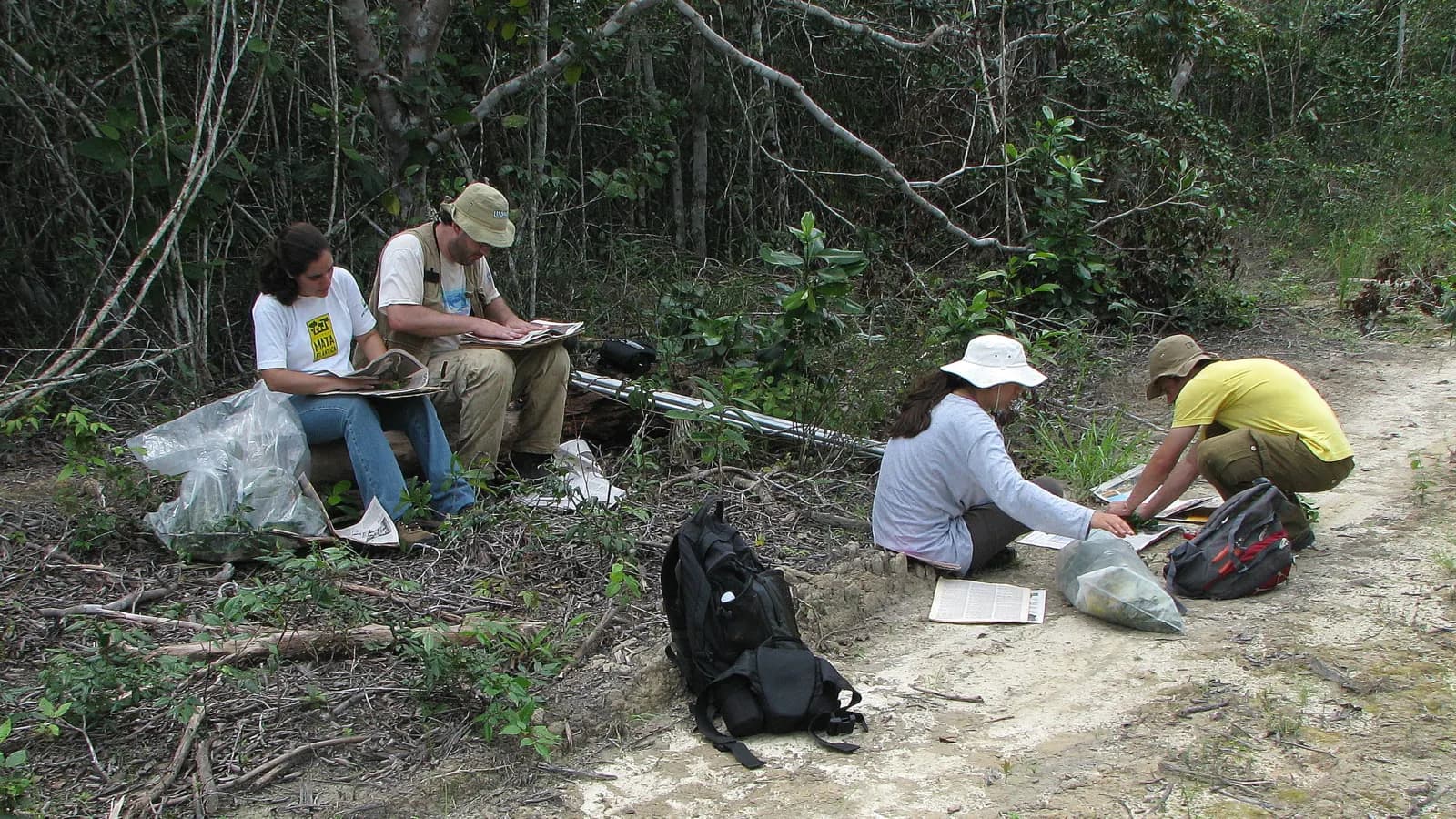 Cuatro botánicos junto a un camino de tierra en el bosque organizan muestras de plantas entre hojas de periódico y bolsas de colecta.