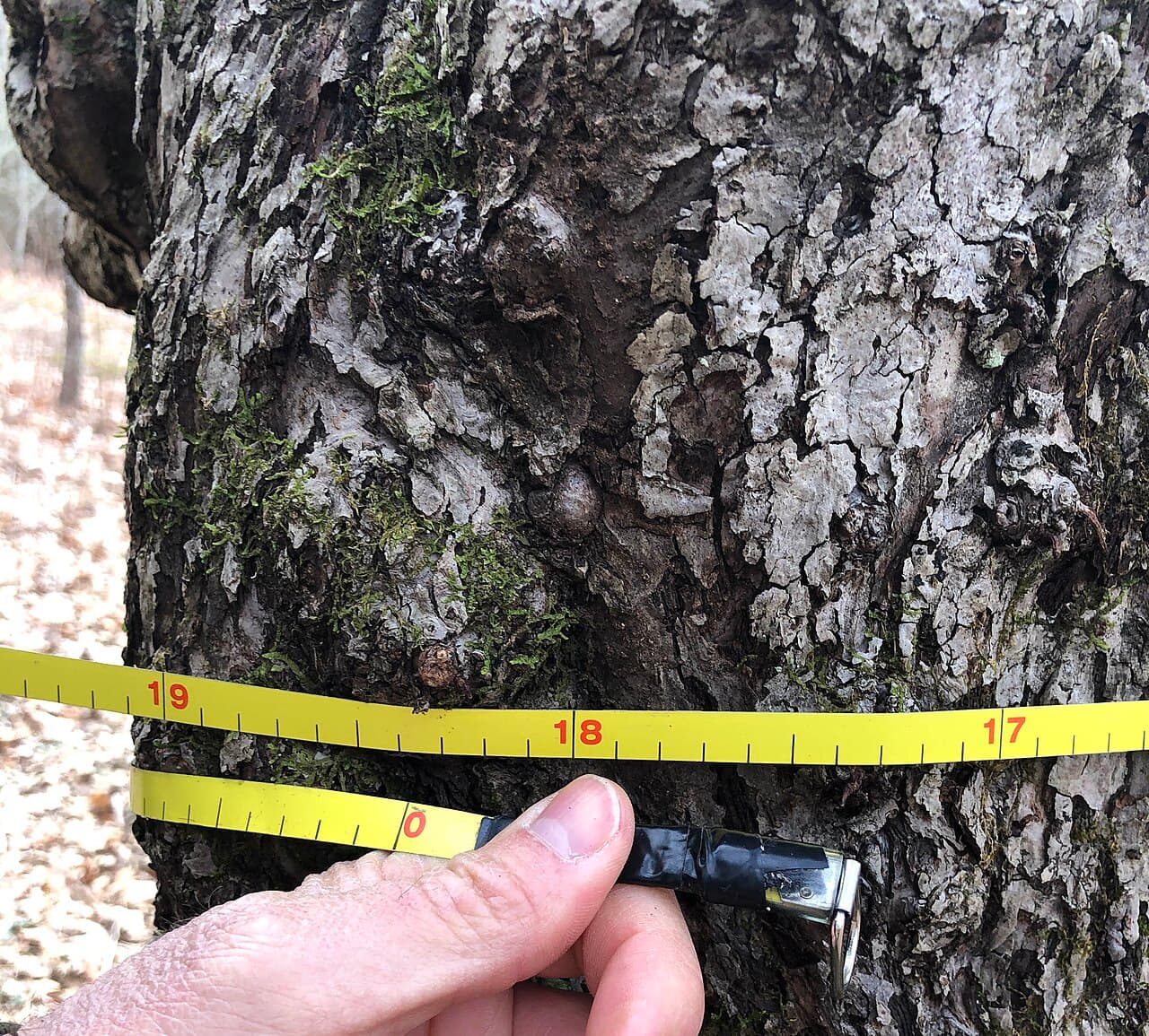 Cinta métrica amarilla rodeando el tronco rugoso y cubierto de musgo de un árbol, con el cero de la cinta sobre el número 18
