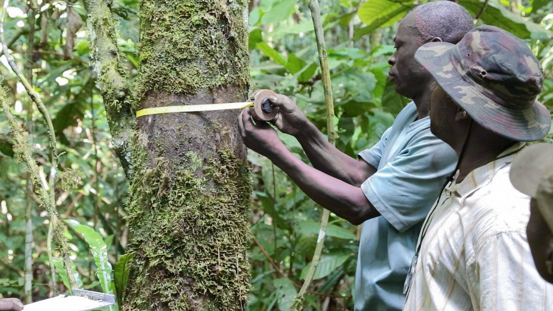 Inventario forestal: cómo se mide una parcela, qué fórmulas se usan y una plantilla en Excel para calcularlo