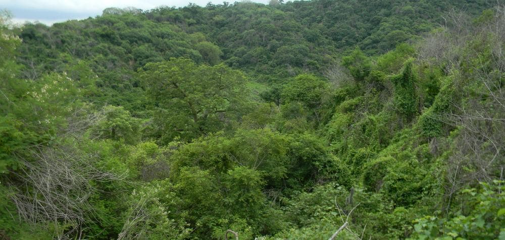 Cómo construir un mapa de resistencia para priorizar áreas de restauración ecológica