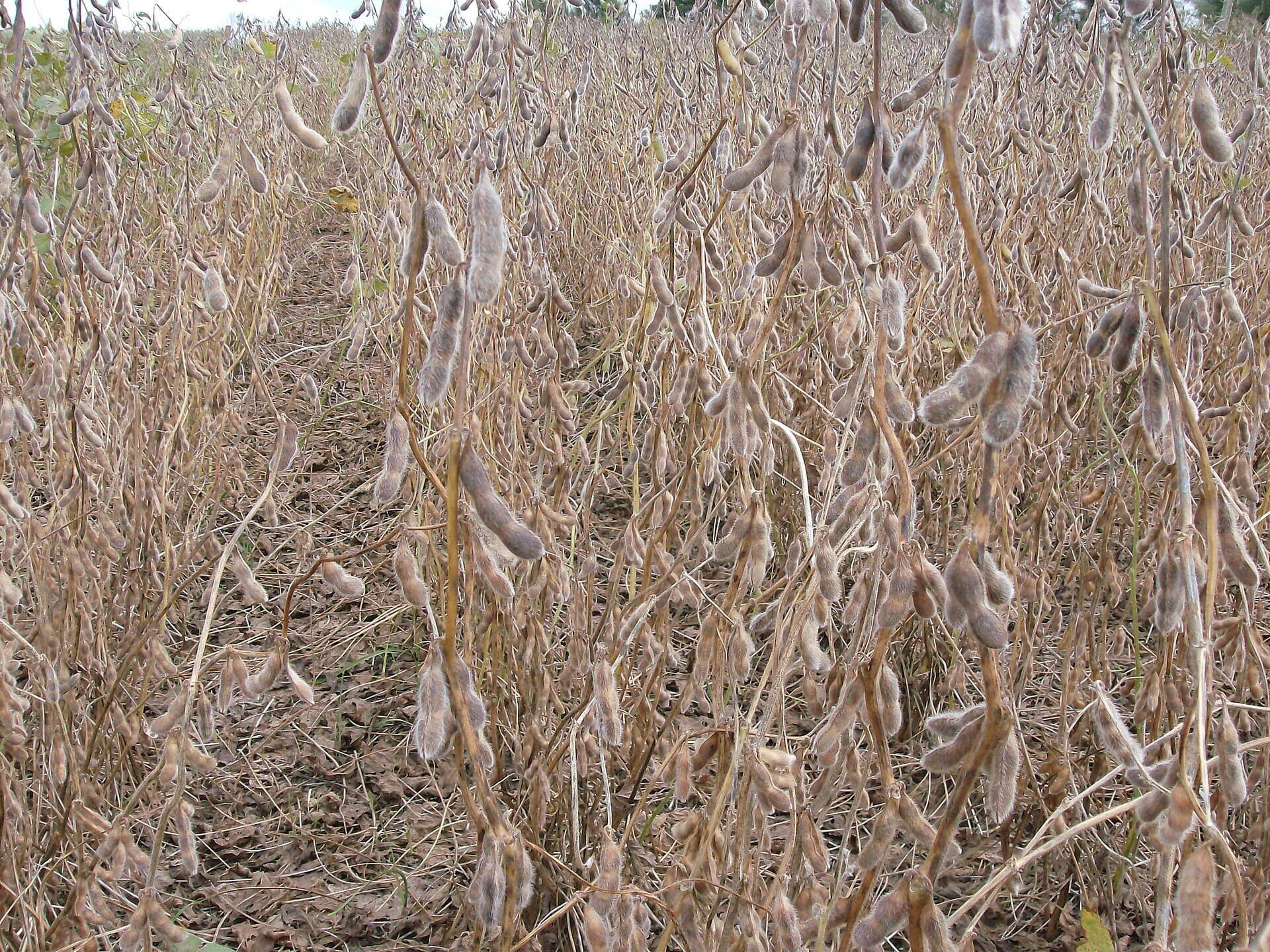 Primer plano de plantas de soya maduras con vainas secas en un lote